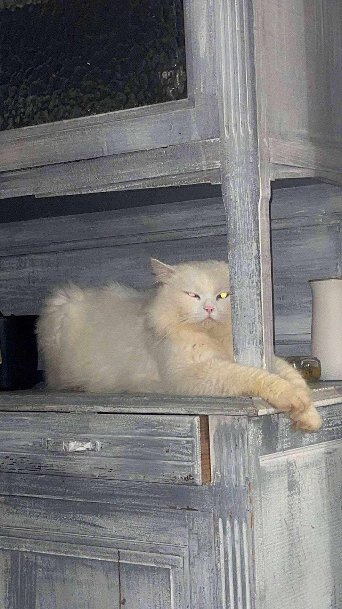 Floko participe au concours pour gagner de l'argent avec cette photo : animal_shelter, carnivore, cat, domestic_short_haired_cat, fawn, felidae, fur, grey, hardwood, paper_towel, paw, small_to_medium_sized_cats, snout, tail, whiskers, window, wood