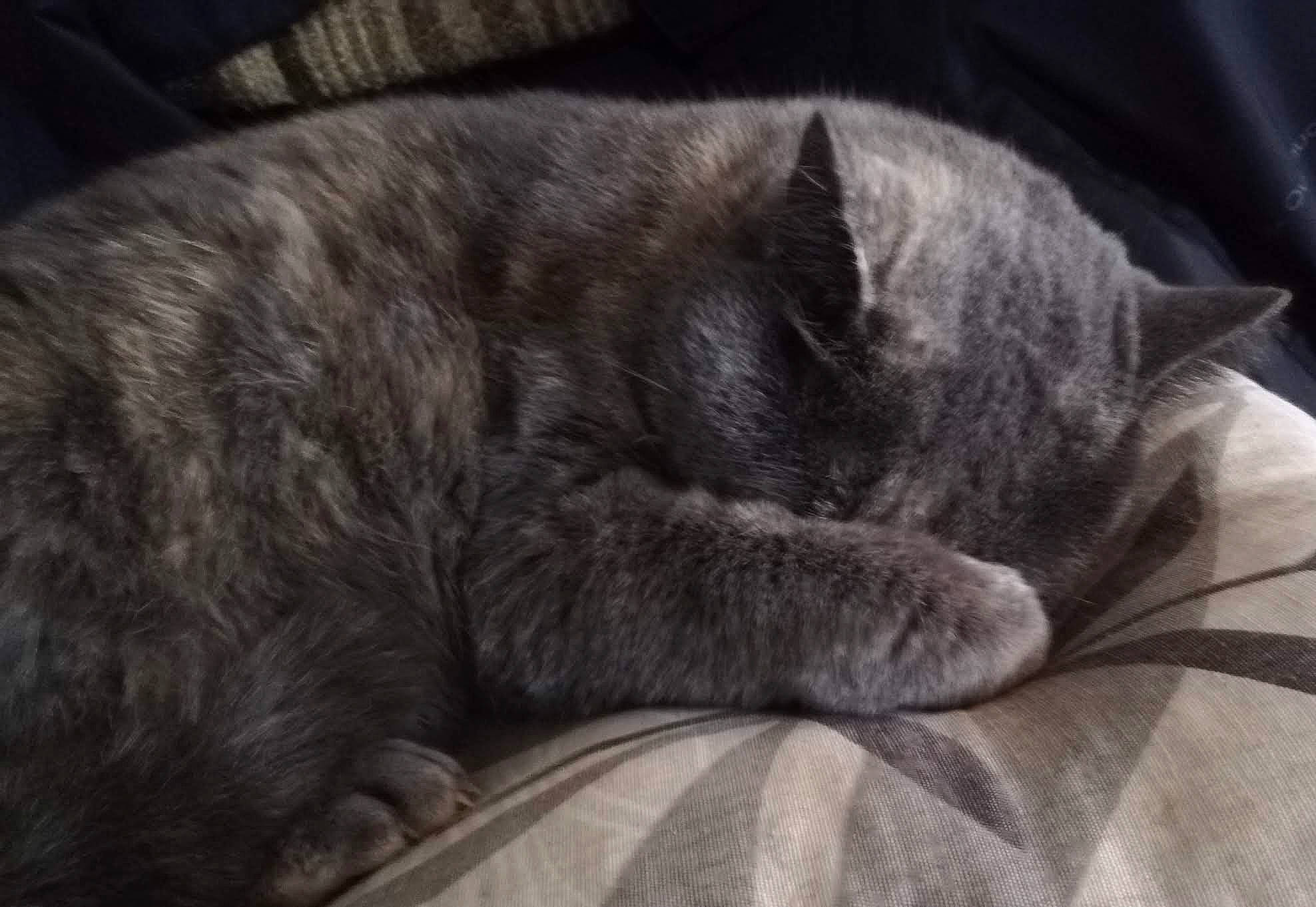 Chipie participe au concours pour gagner de l'argent avec cette photo : black_cat, carnivore, cat, chartreux, claw, comfort, domestic_short_haired_cat, eye, felidae, fur, grey, nap, paw, russian_blue, sitting, sleep, small_to_medium_sized_cats, snout, terrestrial_animal, whiskers