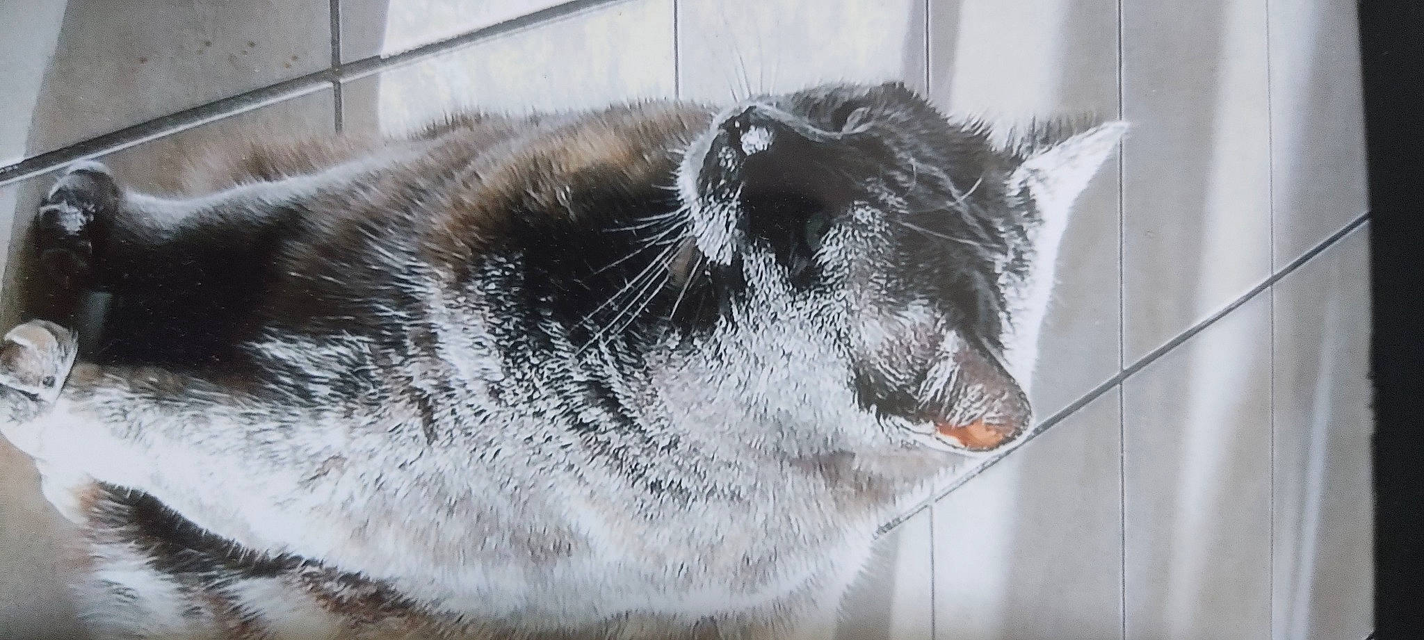 Chipie participe au concours pour gagner de l'argent avec cette photo : black_cat, carnivore, cat, claw, comfort, domestic_short_haired_cat, felidae, fur, grey, monochrome_photography, nap, paw, sleep, small_to_medium_sized_cats, snout, tail, terrestrial_animal, whiskers, wildlife, window