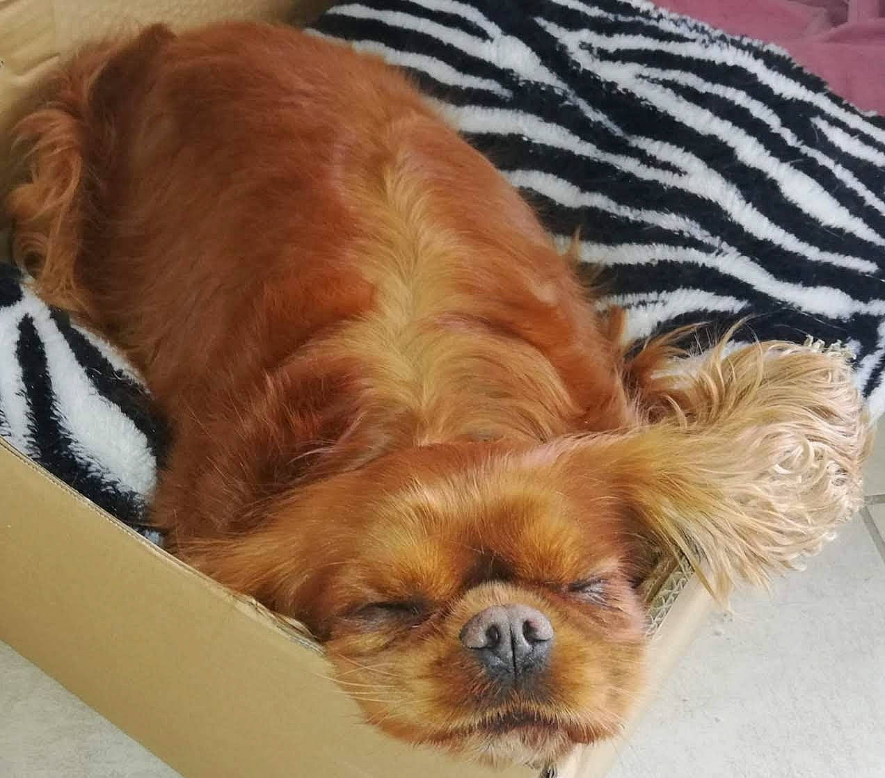 Gaby a rejoint le concours — aidez-le/la à gagner de superbes lots ! brown, canidae, carnivore, cavalier_king_charles_spaniel, comfort, companion_dog, dog, dog_breed, dog_supply, fawn, fur, liver, mammal, pet_supply, snout, sporting_group, toy_dog, vertebrate, whiskers, working_animal