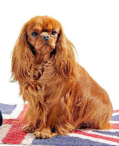 Gaby participe au concours pour gagner de l'argent avec cette photo : canidae, companion_dog, dog, dog_breed, fawn, fictional_character, fur, liver, primate, snout, sporting_group, terrestrial_animal, wildlife, working_animal