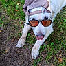 Noisette a rejoint le concours — aidez-le/la à gagner de superbes lots ! dog, white_dog, grass, outdoor, hat, cap, sunglasses, tongue_out, pet, canine, animal, playful, cool, summer, nature, casual, relaxed, paw, leash, sunlight
