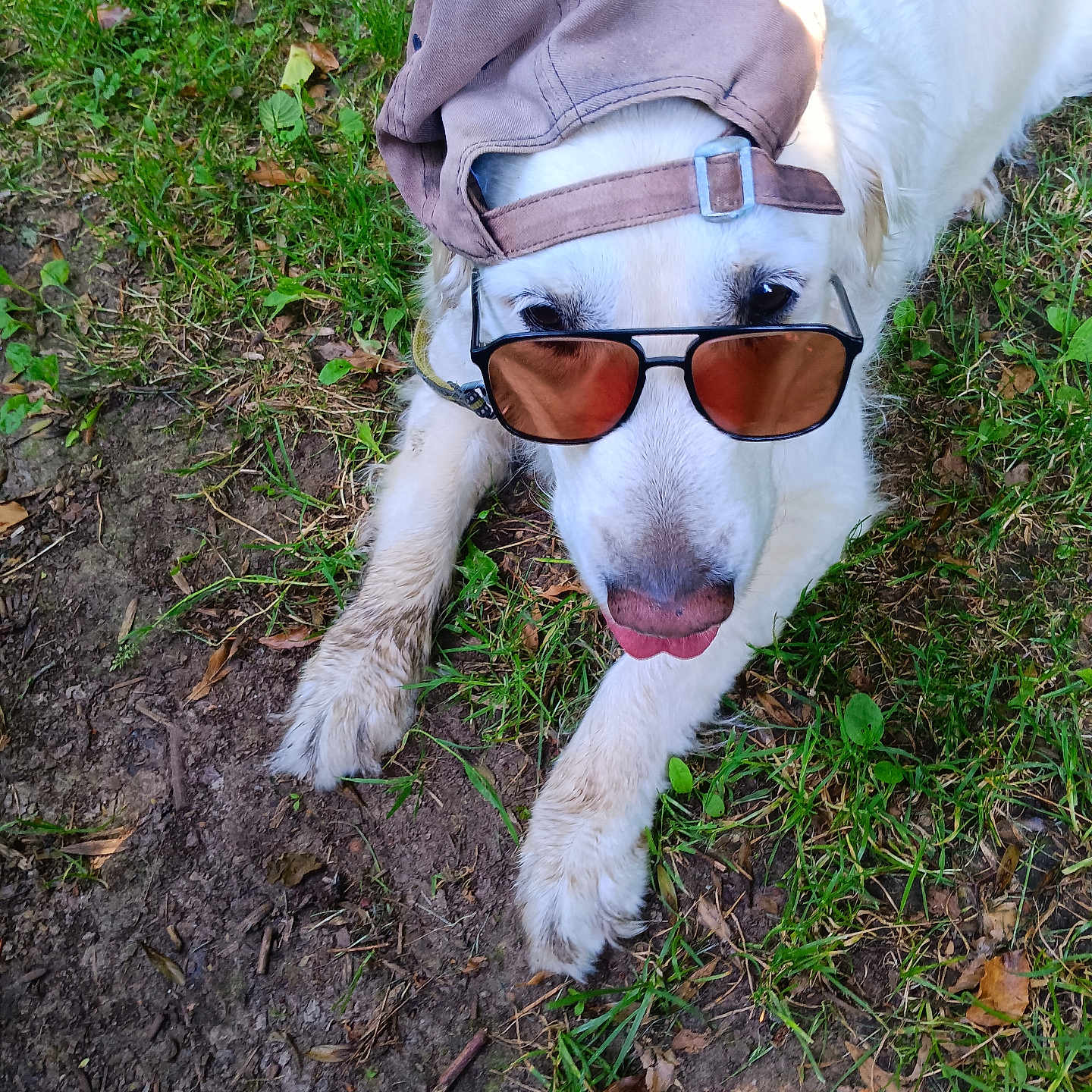 Noisette a rejoint le concours — aidez-le/la à gagner de superbes lots ! dog, white_dog, grass, outdoor, hat, cap, sunglasses, tongue_out, pet, canine, animal, playful, cool, summer, nature, casual, relaxed, paw, leash, sunlight