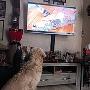 Noisette a rejoint le concours — aidez-le/la à gagner de superbes lots ! dog, television, cat_on_tv, living_room, floor, furniture, decorations, photo_frames, holiday_decor, curious, pet, couch, table, wooden_cabinet, tiled_floor, indoor, watching, animal, screen, entertainment