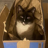 Gizmo joined the competition — help win amazing prizes! cat, tuxedo_cat, black_and_white, pet, animal, box, cardboard, paper, indoors, portrait, sitting, looking_at_camera, whiskers, ears, eyes, white_chest, black_fur, packaging, warehouse, funny