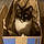 Gizmo