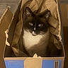 cat, tuxedo_cat, black_and_white, pet, animal, box, cardboard, paper, indoors, portrait, sitting, looking_at_camera, whiskers, ears, eyes, white_chest, black_fur, packaging, warehouse, funny