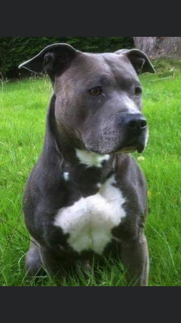 Dimba participe au concours pour gagner de l'argent avec cette photo : ancient_dog_breeds, canidae, canis_panther, carnivore, collar, companion_dog, dog, dog_breed, dog_collar, grass, groundcover, guard_dog, non_sporting_group, pet_supply, plant, sporting_group, terrestrial_animal, whiskers, working_animal, working_dog