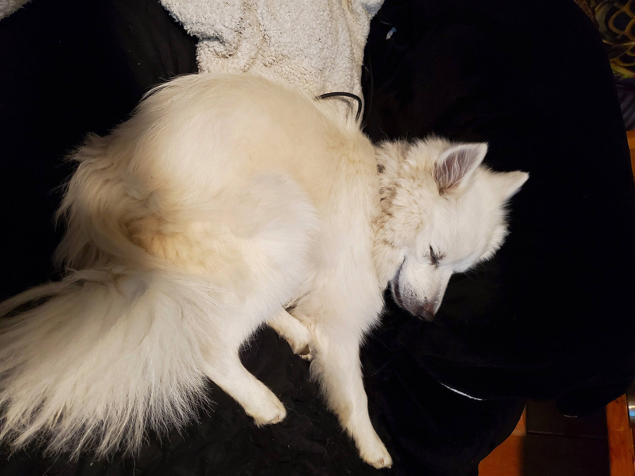 Mello joined the competition — help win amazing prizes! canidae, carnivore, cat, claw, companion_dog, dog_breed, eye, fawn, felidae, fur, non_sporting_group, paw, small_to_medium_sized_cats, snout, tail, terrestrial_animal, whiskers