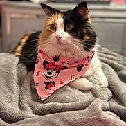 Twixie is registered to the contest to win money with this photo: cat, calico_cat, bandana, pink, blanket, indoor, pet, feline, fur, animal, cute, resting, cozy, soft, domestic, whiskers, ears, eyes, closeup, portrait