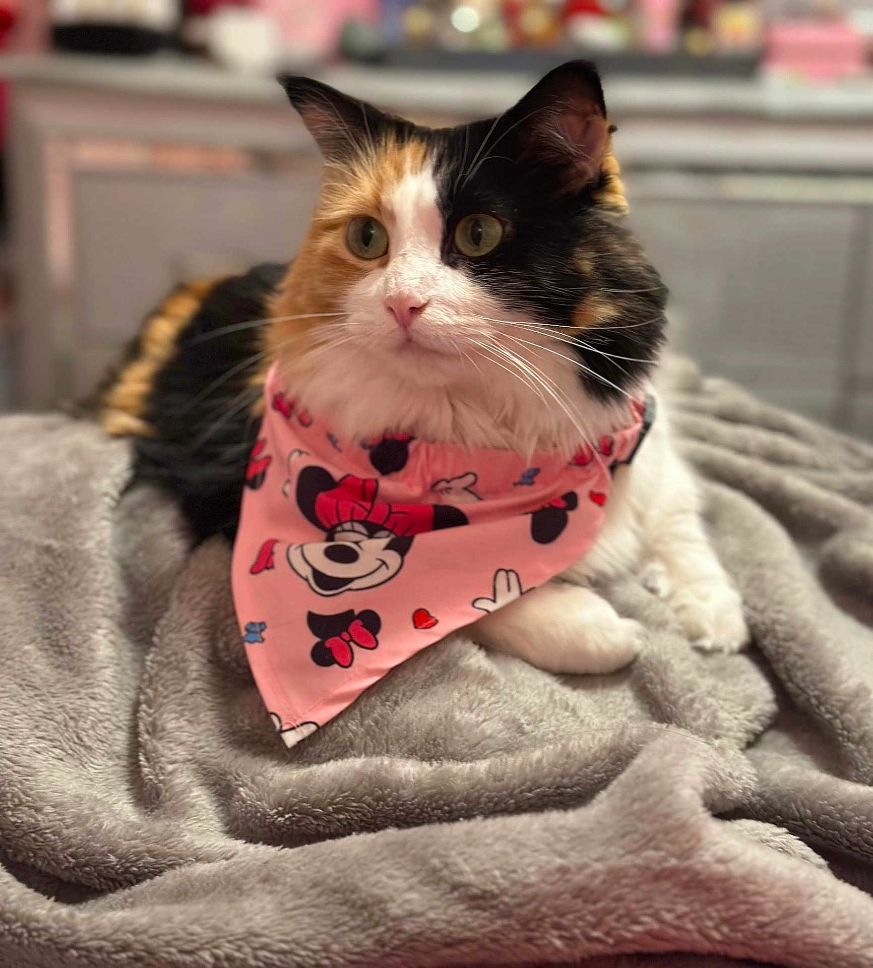 Twixie is registered to the contest to win money with this photo: cat, calico_cat, bandana, pink, blanket, indoor, pet, feline, fur, animal, cute, resting, cozy, soft, domestic, whiskers, ears, eyes, closeup, portrait