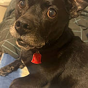 Kash is registered to the contest to win money with this photo: dog, black_dog, pet, bed, blanket, indoor, close_up, animal, fur, ears, eyes, collar, tag, lying_down, canine, domestic_animal, portrait, face, paw, cozy