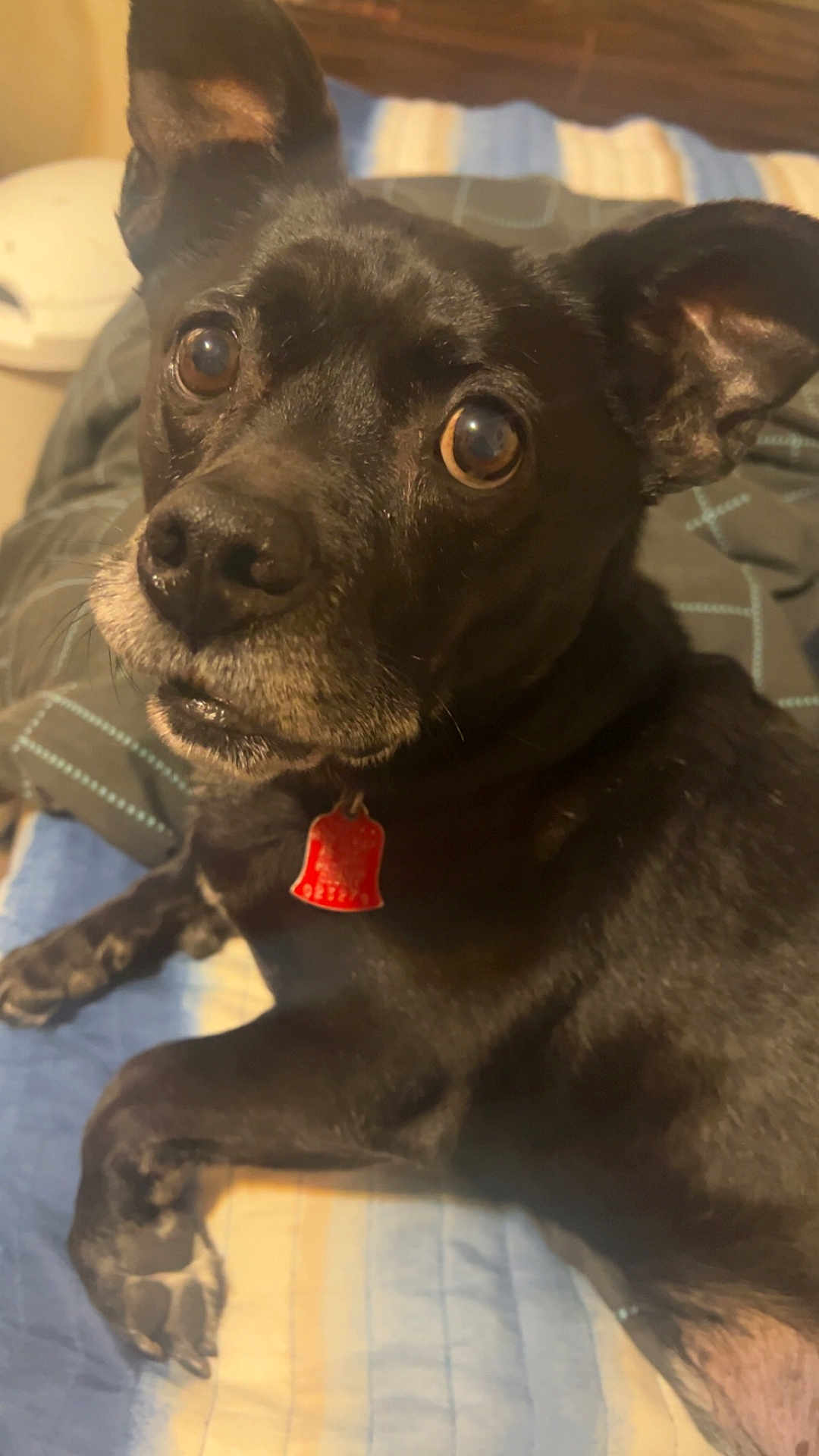 Kash
