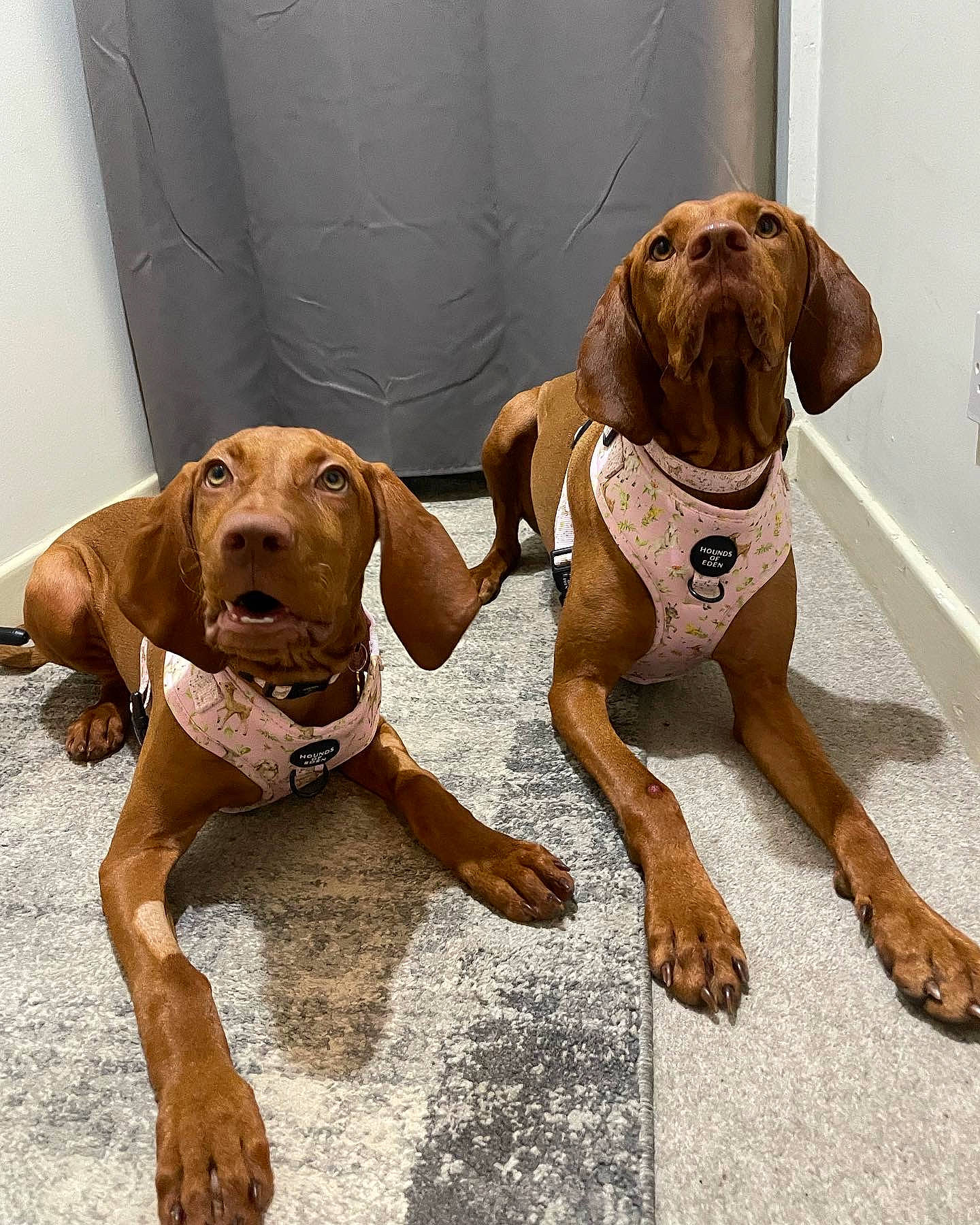 Eden joined the competition — help win amazing prizes! ball, biting, canidae, carnivore, collar, companion_dog, dog, dog_breed, dog_collar, dog_supply, fawn, gun_dog, hound, liver, pet_supply, pointing_breed, sporting_group, wood, working_animal, working_dog