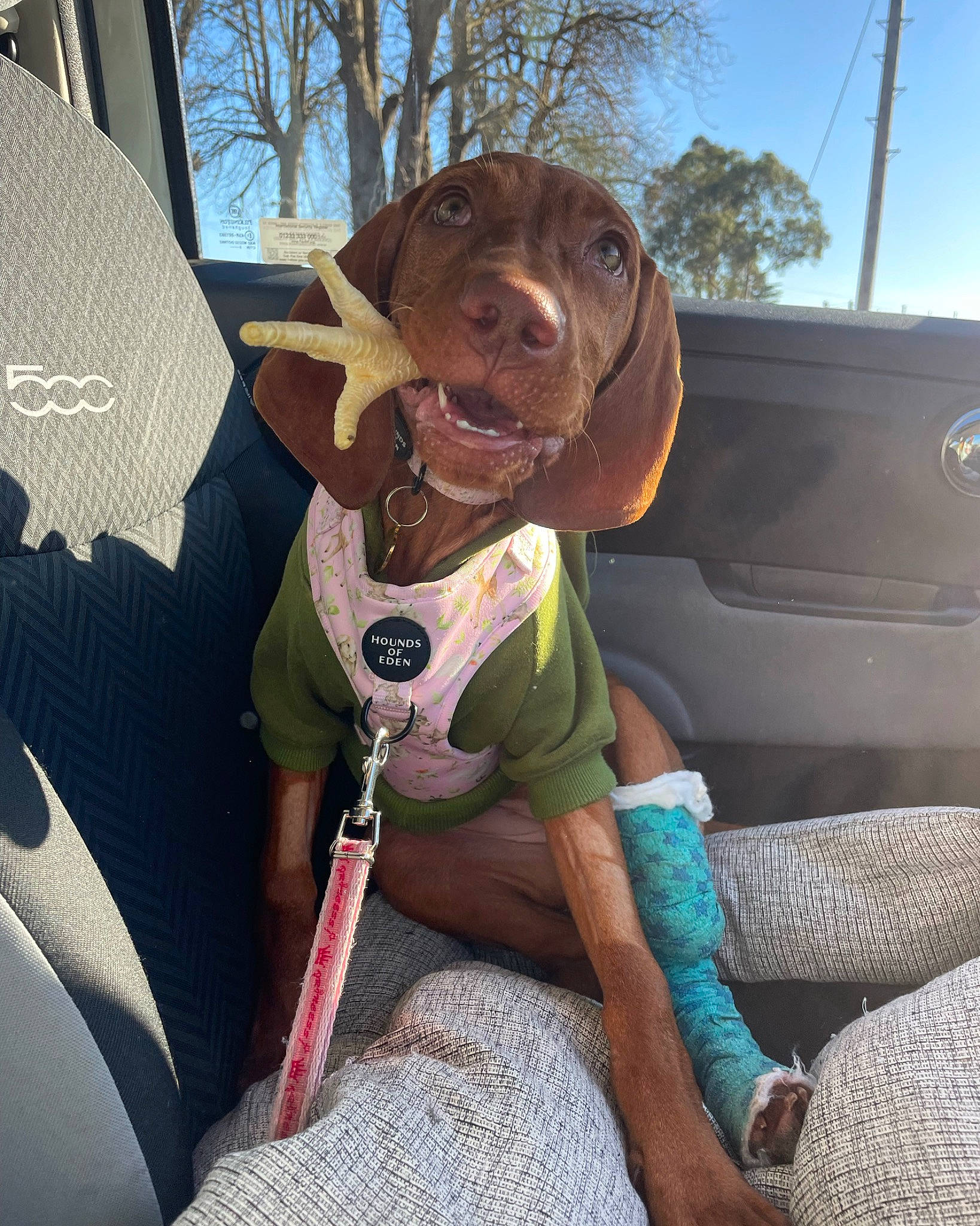 Eden is registered to the contest to win money with this photo: auto_part, canidae, car_seat, car_seat_cover, carnivore, companion_dog, dog, dog_breed, dog_collar, fawn, liver, plant, seat_belt, sky, smile, snout, sporting_group, tree, vehicle_door, working_animal