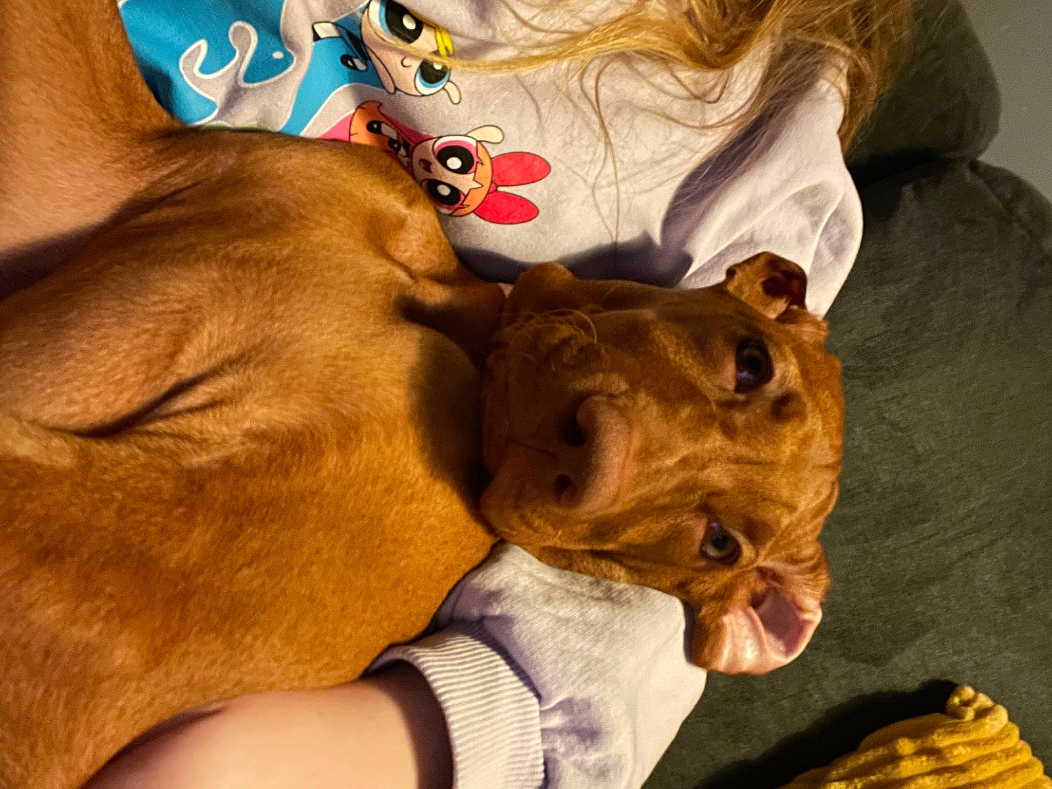 Eden is registered to the contest to win money with this photo: canidae, carnivore, collar, comfort, companion_dog, dog, dog_breed, dog_collar, ear, fawn, felidae, fur, guard_dog, liver, snout, sporting_group, weimaraner, whiskers, working_animal, wrinkle