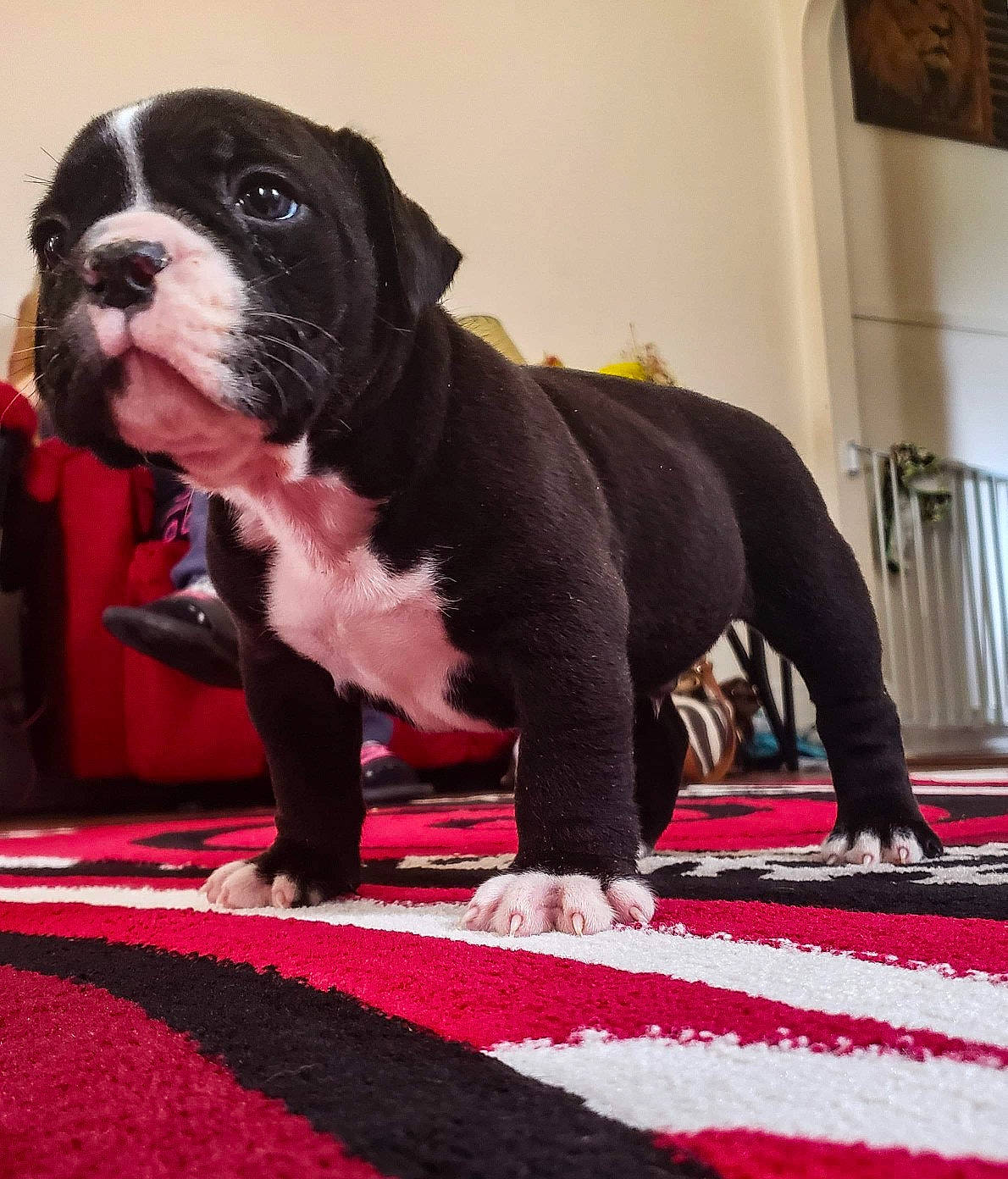 Kaos joined the competition — help win amazing prizes! american_bulldog, australian_bulldog, bulldog, canidae, carnivore, companion_dog, dog, dog_breed, mammal, molosser, non_sporting_group, old_english_bulldog, olde_english_bulldogge, pink, puppy, renascence_bulldogge, snout, toy_bulldog, valley_bulldog, vertebrate