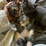 Kalys Gusgus participe au concours pour gagner de l'argent avec cette photo : kitten, cat, animal, pet, feline, cute, snuggle, blanket, hand, fur, indoor, cozy, young, playful, sleepy, resting, soft, paw, companion, adorable