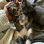 kitten, cat, animal, pet, feline, cute, snuggle, blanket, hand, fur, indoor, cozy, young, playful, sleepy, resting, soft, paw, companion, adorable