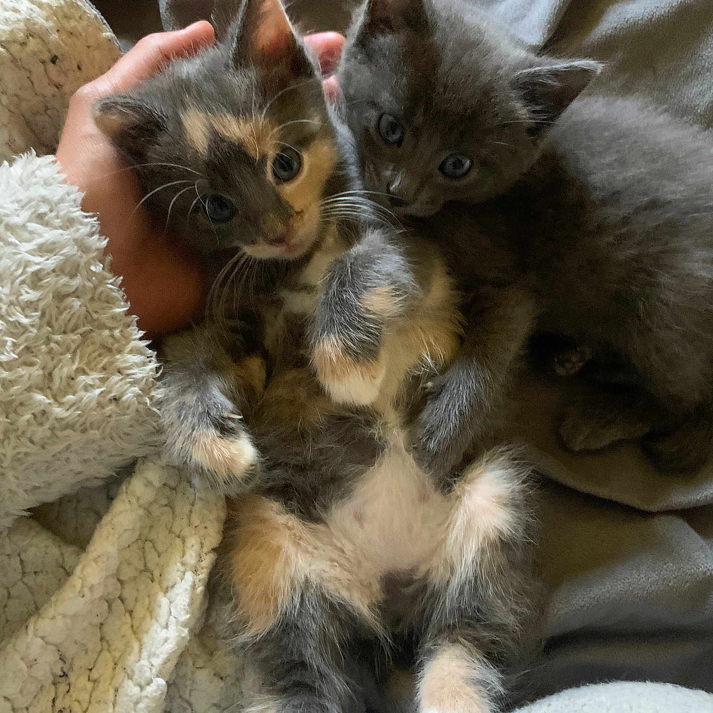 Kalys Gusgus participe au concours pour gagner de l'argent avec cette photo : adorable, animal, blanket, cat, companion, cozy, cute, feline, fur, hand, indoor, kitten, paw, pet, playful, resting, sleepy, snuggle, soft, young