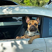 Scrapy a rejoint le concours — aidez-le/la à gagner de superbes lots ! dog, french_bulldog, car, window, paw, pet, animal, canine, outdoor, sunlight, white, vehicle, seat, collar, resting, cute, ears, muzzle, leisure, daytime