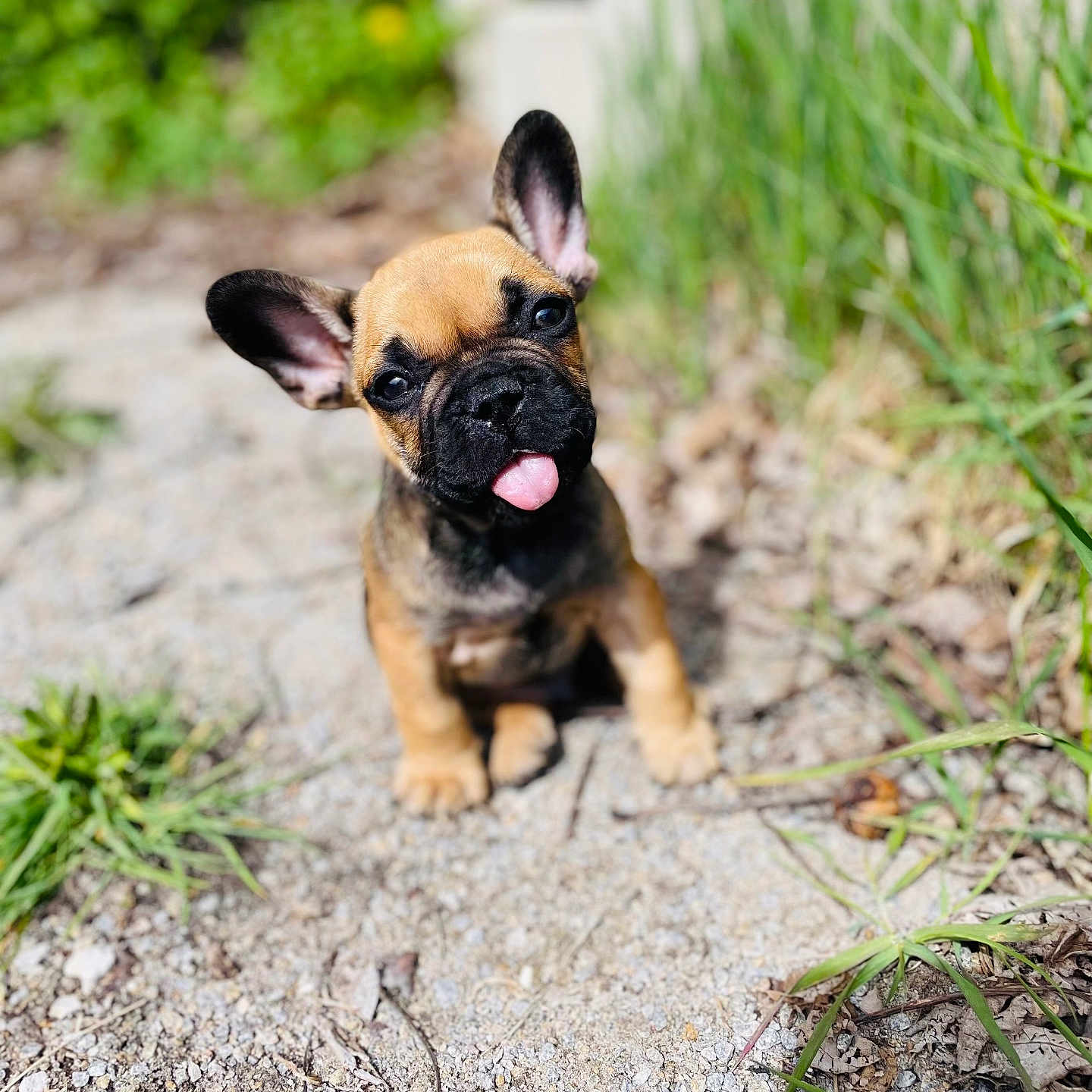 Scrapy participe au concours pour gagner de l'argent avec cette photo : adorable, animal, curious, cute, dog, ears_up, french_bulldog, gravel, greenery, nature, outdoor, pet, playful, portrait, puppy, sitting, small, sunlight, tongue_out, young