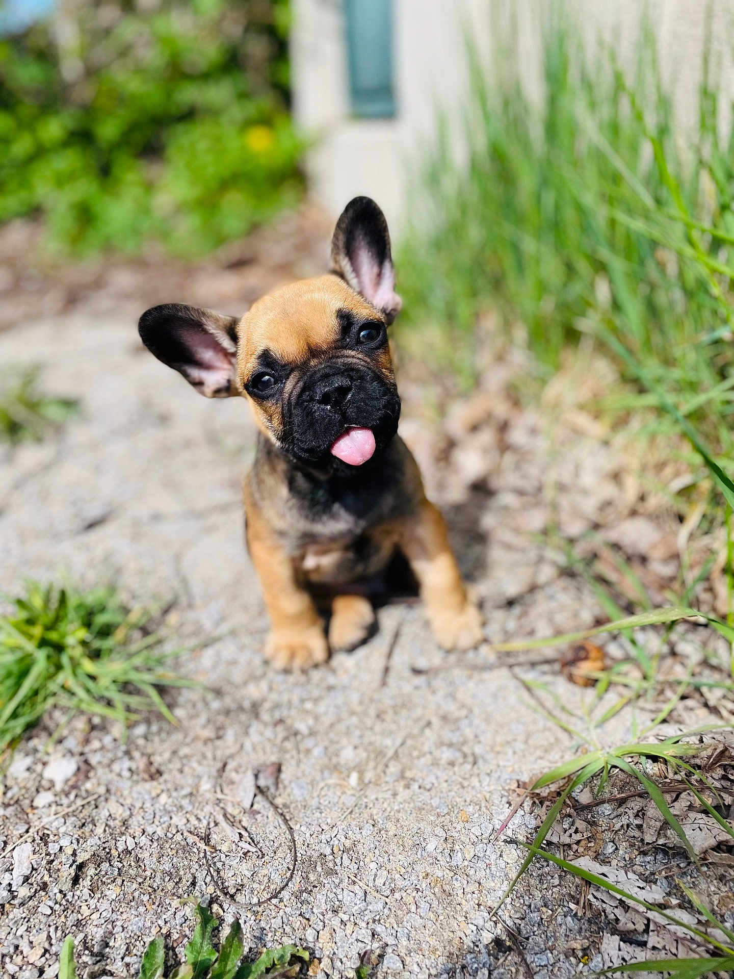 Scrapy participe au concours pour gagner de l'argent avec cette photo : puppy, dog, french_bulldog, tongue_out, sitting, outdoor, gravel, greenery, sunlight, cute, pet, animal, young, playful, ears_up, curious, nature, small, adorable, portrait