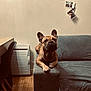 Scrapy participe au concours pour gagner de l'argent avec cette photo : dog, french_bulldog, couch, armrest, indoor, wooden_floor, chair, wall_photos, photographs, pet, living_room, furniture, relaxed, brown, curious, domestic, cozy, home, decor, canine