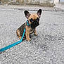 Scrapy participe au concours pour gagner de l'argent avec cette photo : puppy, dog, french_bulldog, leash, blue_leash, sitting, concrete, outdoor, pet, animal, ears, small_dog, cute, young_dog, fence, wall, pavement, alert, looking, ground