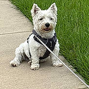 Martin joined the competition — help win amazing prizes! dog, white_dog, pet, sitting, sidewalk, grass, outdoor, leash, harness, cute, small_dog, fluffy, animal, canine, nature, daylight, friendly, companion, walk, park