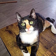 Victoria a rejoint le concours — aidez-le/la à gagner de superbes lots ! cat, calico, green_eyes, wooden_table, floor, indoor, pet, animal, curious, relaxed, whiskers, ears, paws, toy, slipper, domestic, feline, looking_up, close_up, home