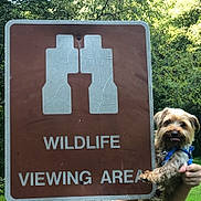 Larry is registered to the contest to win money with this photo: dog, small_dog, blue_harness, hand, sign, binoculars_icon, wildlife_sign, outdoor, grass, trees, nature, park, animal, pet, greenery, cute, tongue_out, holding, daylight, canine