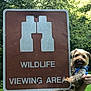 dog, small_dog, blue_harness, hand, sign, binoculars_icon, wildlife_sign, outdoor, grass, trees, nature, park, animal, pet, greenery, cute, tongue_out, holding, daylight, canine