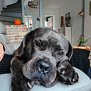 Rasko participe au concours pour gagner de l'argent avec cette photo : dog, pet, indoor, couch, leather, paw, face, close_up, relaxed, home, staircase, pumpkin, plant, decor, furniture, animal, canine, resting, cozy, living_room