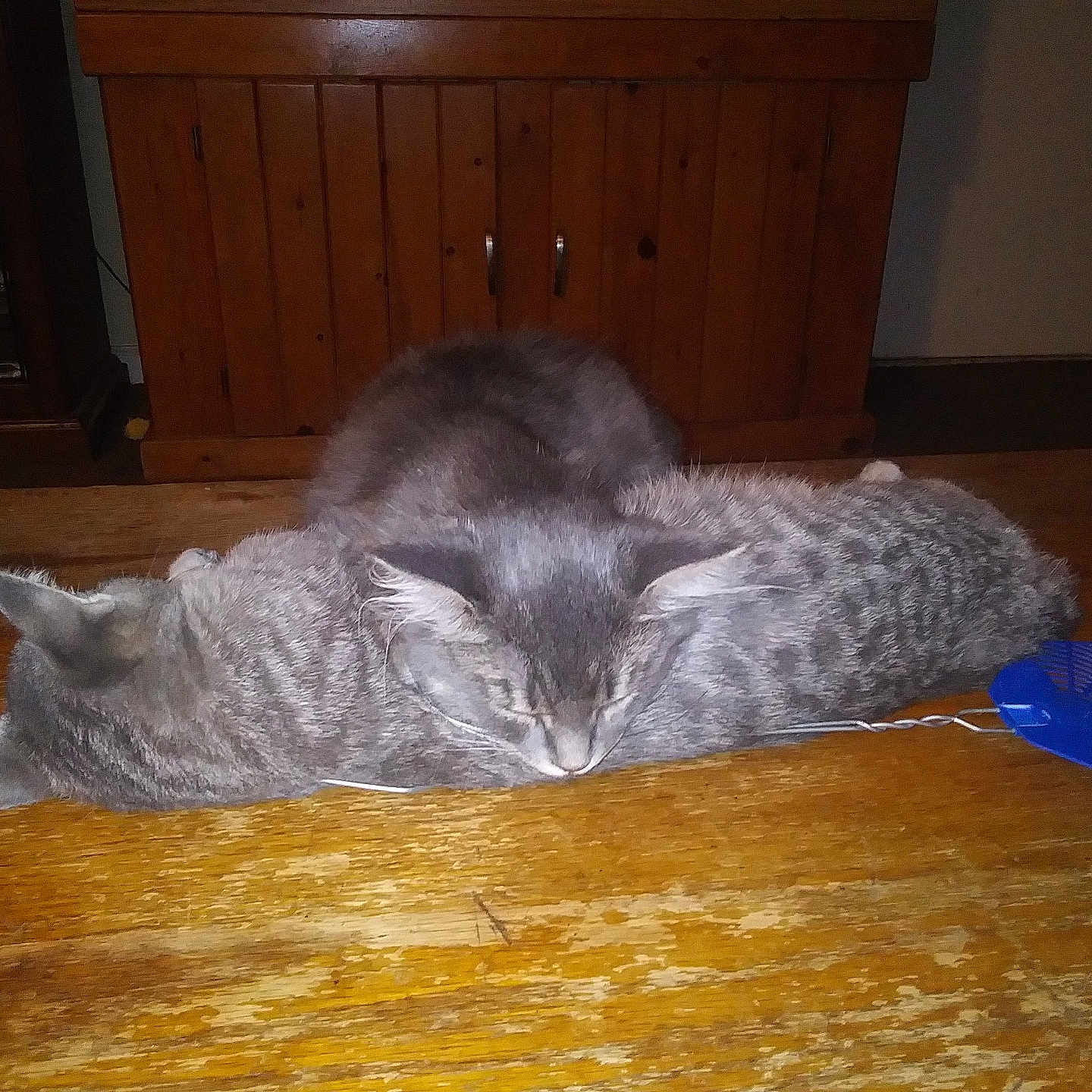 Mr. Kitty is registered to the contest to win money with this photo: abyssinian, animal, architecture, building, cabinet, cat, closet, couch, cupboard, drawer, furniture, hardwood, indoors, interiordesign, livingroom, manx, pet, plywood, stainedwood, wood