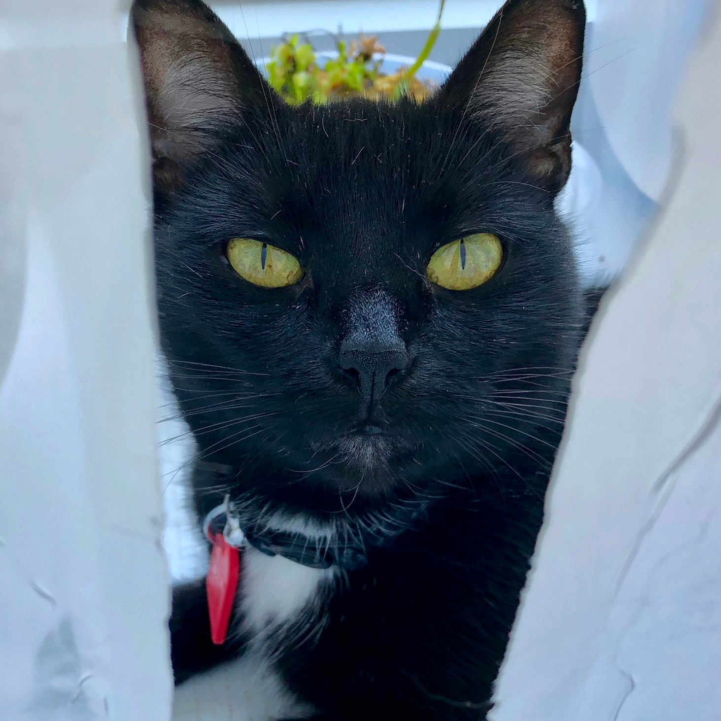Kaylee joined the competition — help win amazing prizes! asian, black, black_cat, bombay, burmese, carnivore, cat, domestic_short_haired_cat, felidae, german_rex, mammal, small_to_medium_sized_cats, snout, vertebrate, whiskers