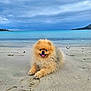 dog, pomeranian, beach, sand, sea, water, cloudy_sky, animal, pet, fluffy, cute, outdoor, nature, coast, relaxing, tongue_out, small_dog, summer, scenic, happy