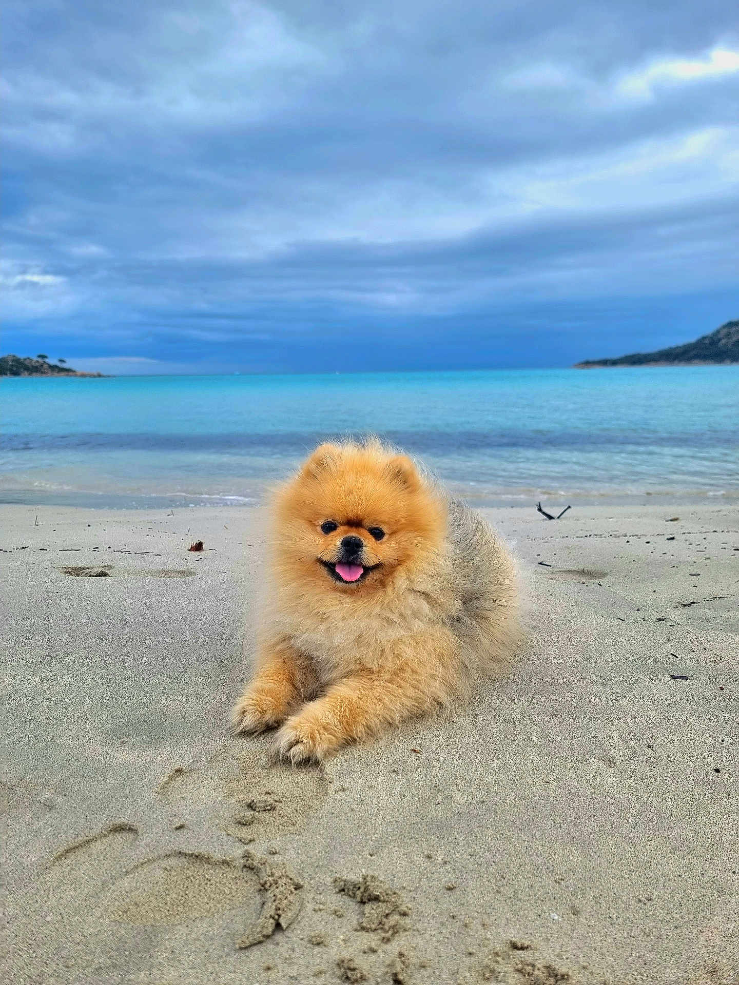 Simba participe au concours pour gagner de l'argent avec cette photo : dog, pomeranian, beach, sand, sea, water, cloudy_sky, animal, pet, fluffy, cute, outdoor, nature, coast, relaxing, tongue_out, small_dog, summer, scenic, happy