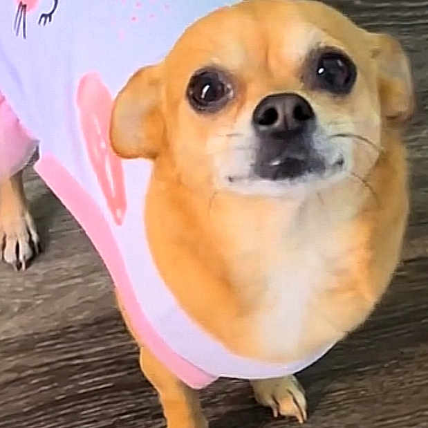 Squishy