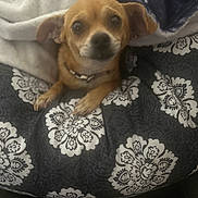 Bella is registered to the contest to win money with this photo: dog, small_dog, pet, blanket, patterned_blanket, cozy, indoors, furniture, brown_dog, curious_eyes, soft_light, resting, comfort, home, animal, cute, portrait, fur, ears, collar