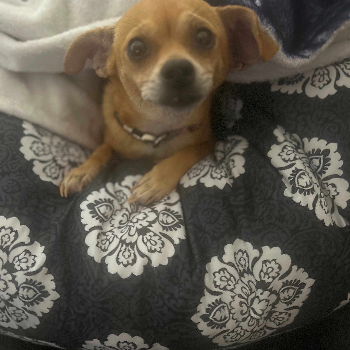 Bella