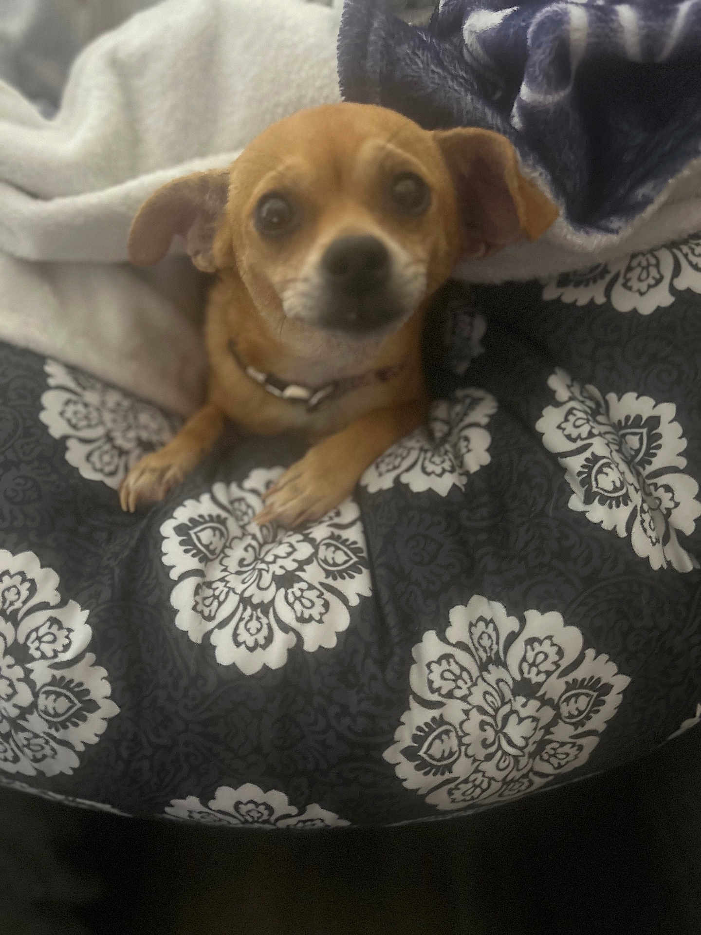 Bella