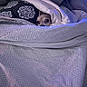 animal, bed, blanket, comfort, cozy, cute, dog, fur, hiding, indoor, patterned_blanket, peeking, pet, pillow, relaxing, resting, sleepy, small_dog, soft, warm