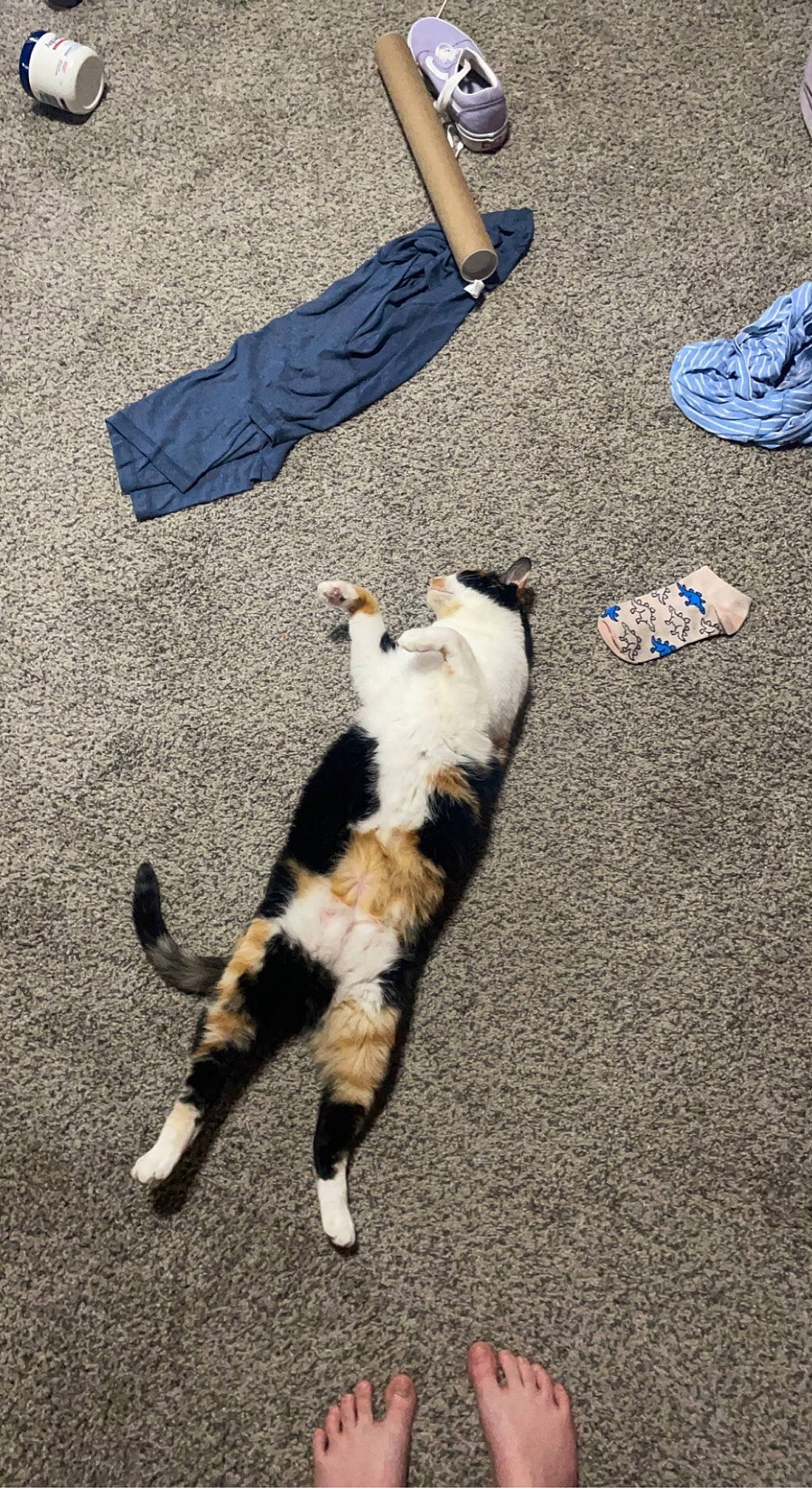 Cali is registered to the contest to win money with this photo: asphalt, carnivore, cat, dog_breed, domestic_short_haired_cat, felidae, flooring, fur, grass, human_leg, paw, road_surface, sand, shadow, sidewalk, small_to_medium_sized_cats, soil, tail, terrestrial_animal, whiskers