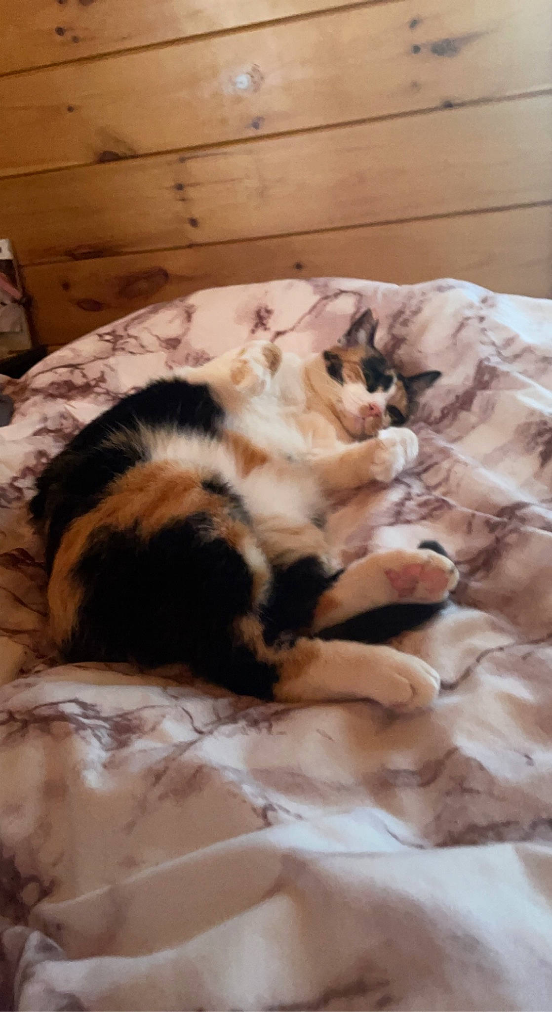 Cali joined the competition — help win amazing prizes! bed, bedding, carnivore, cat, comfort, companion_dog, dog_breed, domestic_short_haired_cat, duvet, felidae, flooring, fur, hardwood, linens, room, small_to_medium_sized_cats, tail, terrestrial_animal, whiskers, wood