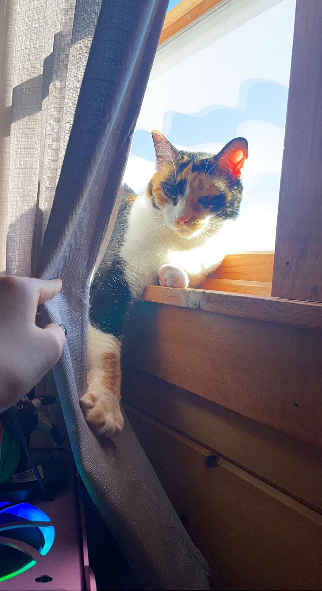 Cali joined the competition — help win amazing prizes! carnivore, cat, comfort, domestic_short_haired_cat, door, eye, fawn, felidae, fur, sky, small_to_medium_sized_cats, snout, tail, tints_and_shades, tree, vehicle_door, whiskers, window, windshield, wood