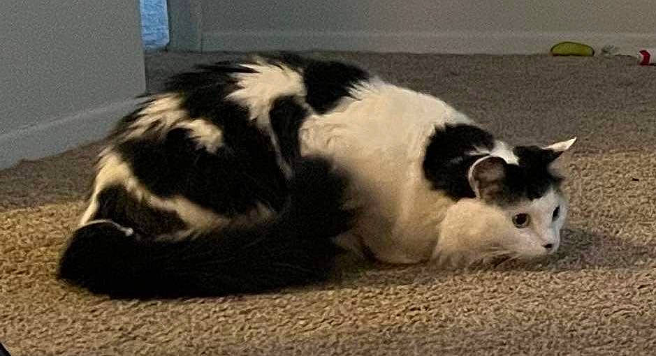 Questing joined the competition — help win amazing prizes! carnivore, cat, claw, comfort, dog_breed, felidae, fur, paw, small_to_medium_sized_cats, snout, tail, terrestrial_animal, whiskers