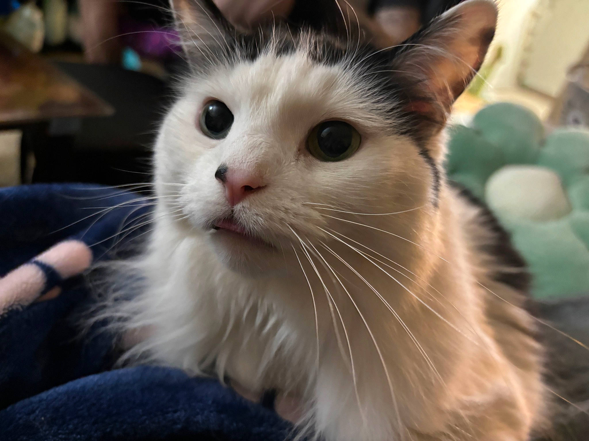 Questing joined the competition — help win amazing prizes! carnivore, cat, domestic_short_haired_cat, fawn, felidae, fur, iris, paw, small_to_medium_sized_cats, snout, watch, whiskers