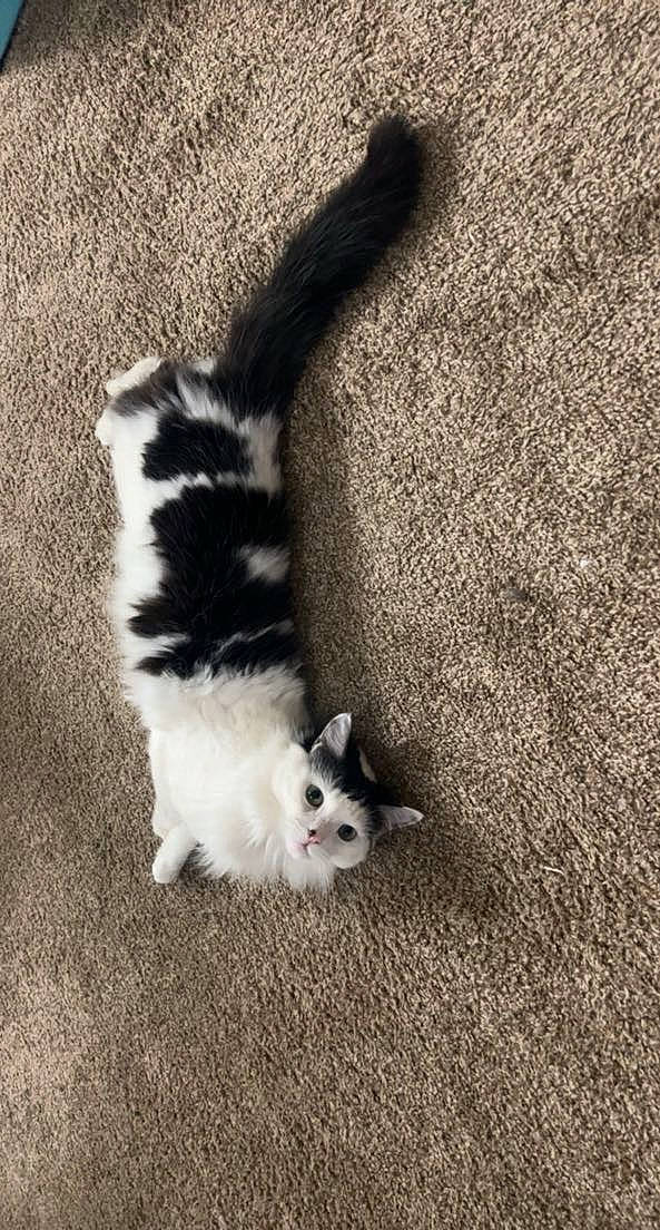 Questing joined the competition — help win amazing prizes! carnivore, cat, claw, domestic_short_haired_cat, fawn, felidae, foot, fur, grass, grey, mammal, paw, sand, shadow, small_to_medium_sized_cats, snout, tail, terrestrial_animal, vertebrate, whiskers