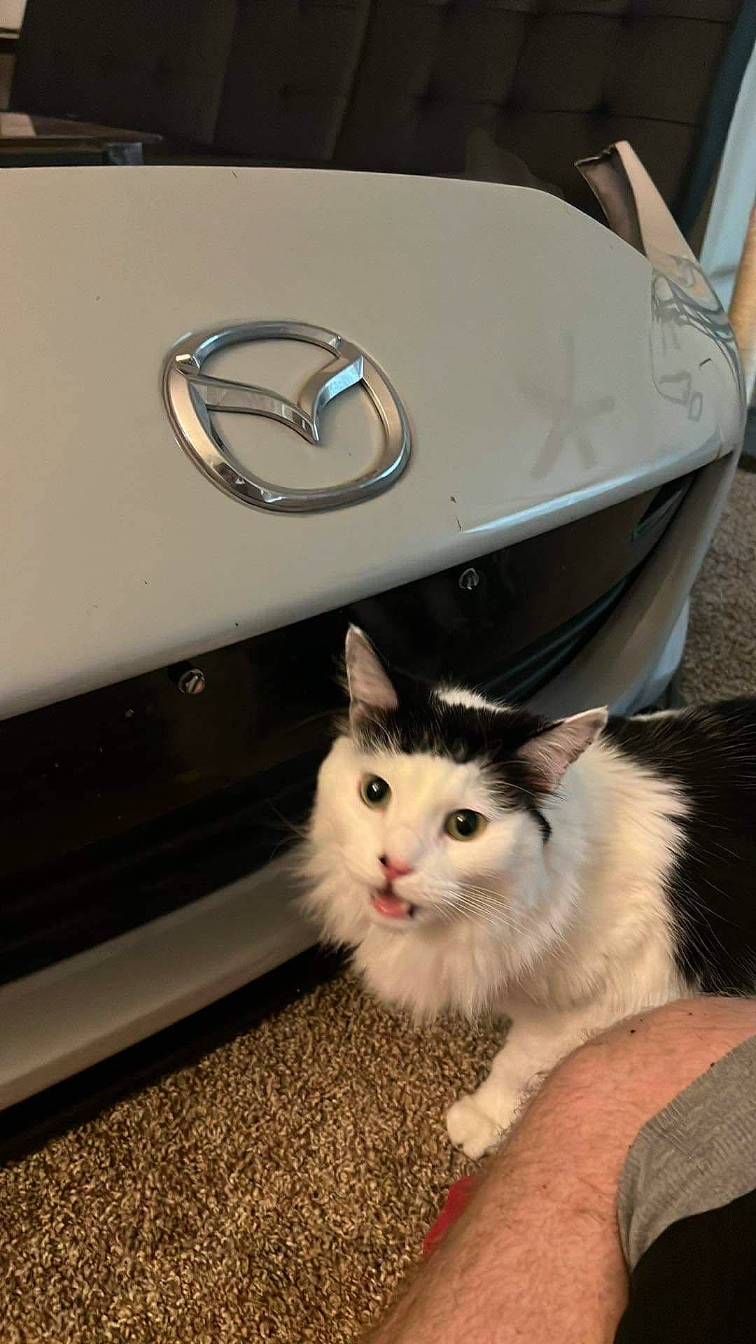 Questing is registered to the contest to win money with this photo: automotive_design, automotive_exterior, automotive_lighting, automotive_tire, bumper, carnivore, cat, felidae, fender, flooring, grille, hood, motor_vehicle, personal_luxury_car, rim, small_to_medium_sized_cats, trunk, vehicle, vehicle_door, whiskers